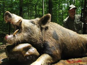 Wild Boar Hunt at Spartan Hunting Lodge Tennessee 79
