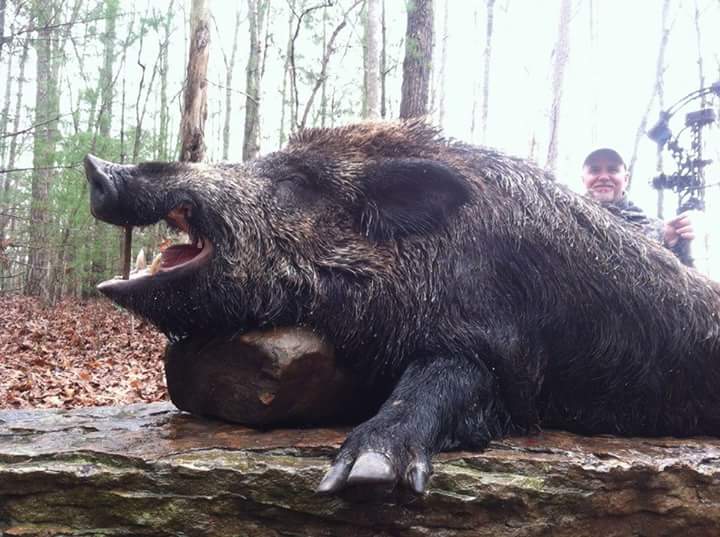 Wild Boar Hunt at Spartan Hunting Lodge Tennessee 75