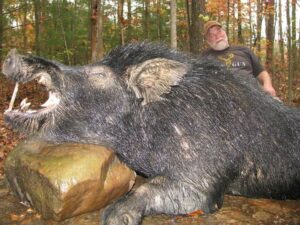 Wild Boar Hunt at Spartan Hunting Lodge Tennessee 89