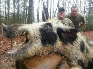 Wild Boar Hunt at Spartan Hunting Lodge Tennessee 65