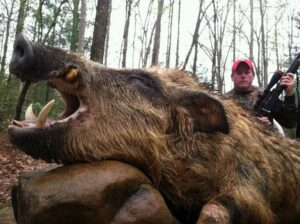 Wild Boar Hunt at Spartan Hunting Lodge Tennessee 62