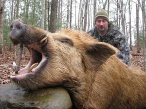 Wild Boar Hunt at Spartan Hunting Lodge Tennessee 51