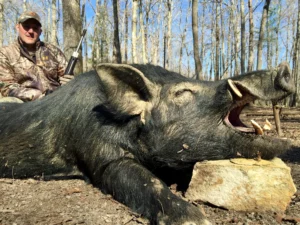 Wild Boar Hunt at Spartan Hunting Lodge Tennessee 48