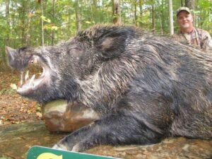 Wild Boar Hunt at Spartan Hunting Lodge Tennessee 47