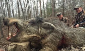 Wild Boar Hunt at Spartan Hunting Lodge Tennessee 46