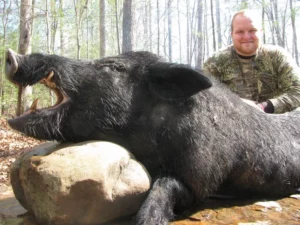 Wild Boar Hunt at Spartan Hunting Lodge Tennessee 43