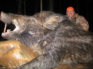 Wild Boar Hunt at Spartan Hunting Lodge Tennessee 42