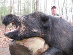 Wild Boar Hunt at Spartan Hunting Lodge Tennessee 40