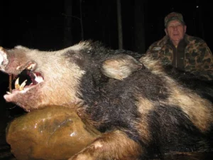 Wild Boar Hunt at Spartan Hunting Lodge Tennessee 39