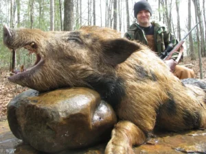 Wild Boar Hunt at Spartan Hunting Lodge Tennessee 38