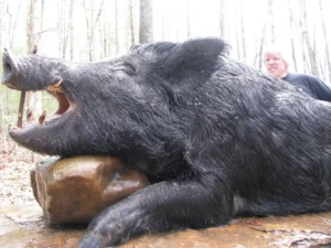 Wild Boar Hunt at Spartan Hunting Lodge Tennessee 35