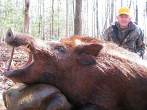 Wild Boar Hunt at Spartan Hunting Lodge Tennessee 85