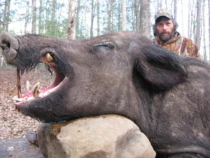 Wild Boar Hunt at Spartan Hunting Lodge Tennessee 29