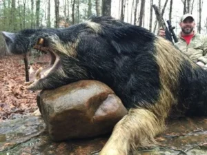 Wild Boar Hunt at Spartan Hunting Lodge Tennessee 27