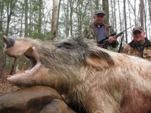 Wild Boar Hunt at Spartan Hunting Lodge Tennessee 24