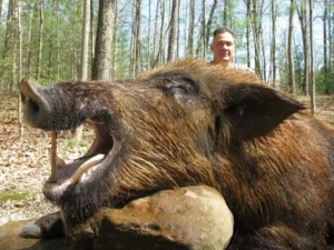Wild Boar Hunt at Spartan Hunting Lodge Tennessee 22