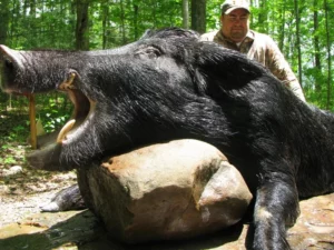 Wild Boar Hunt at Spartan Hunting Lodge Tennessee 20