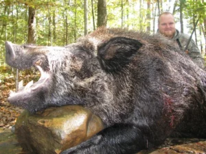 Wild Boar Hunt at Spartan Hunting Lodge Tennessee 18