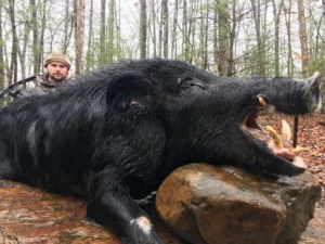 Wild Boar Hunt at Spartan Hunting Lodge Tennessee 15