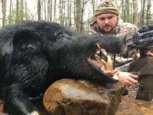 Wild Boar Hunt at Spartan Hunting Lodge Tennessee 14
