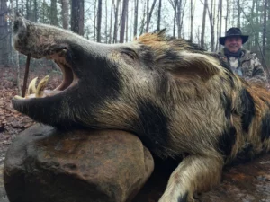Wild Boar Hunt at Spartan Hunting Lodge Tennessee 13
