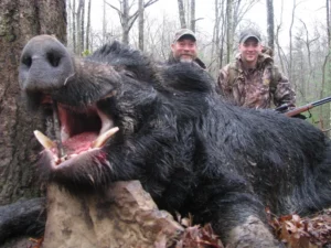 Wild Boar Hunt at Spartan Hunting Lodge Tennessee 9