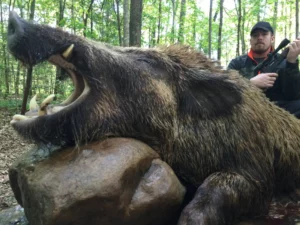 Wild Boar Hunt at Spartan Hunting Lodge Tennessee 8