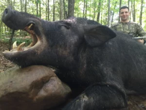 Wild Boar Hunt at Spartan Hunting Lodge Tennessee 7