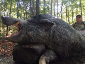 Wild Boar Hunt at Spartan Hunting Lodge Tennessee 6