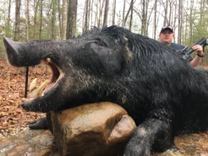 Wild Boar Hunt at Spartan Hunting Lodge Tennessee 5