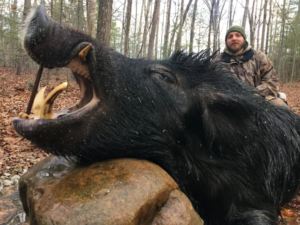 Wild Boar Hunt at Spartan Hunting Lodge Tennessee 4