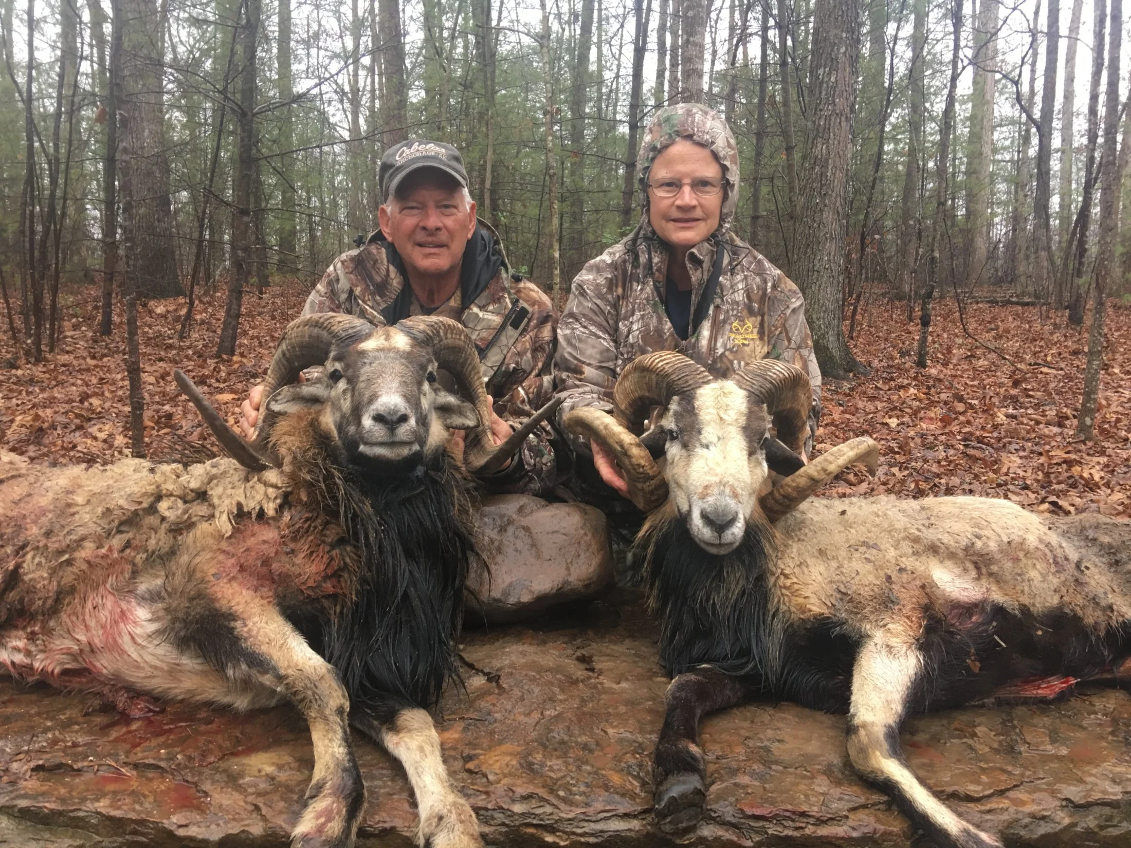 Exotic Ram Hunt at Spartan Hunting Lodge in Tennessee