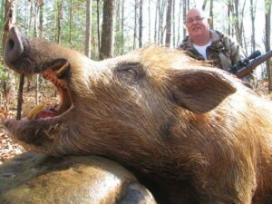 Wild Boar Hunt at Spartan Hunting Lodge Tennessee 3