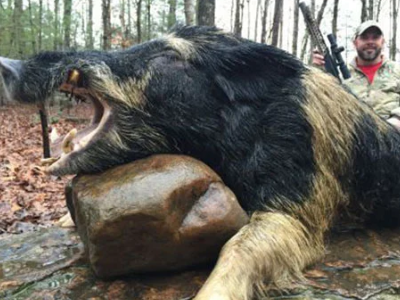 Wild Boar Hunt at Spartan Hunting Lodge Tennessee 90