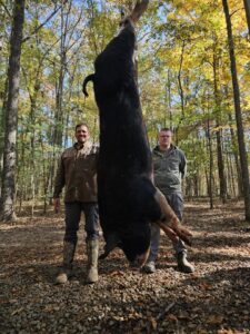 Wild boar hunting 7