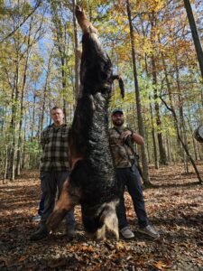 Exotic Ram Hunt at Spartan Hunting