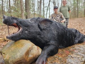 Wild boar hunting img 11