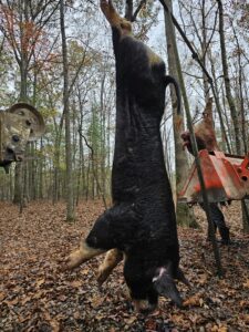 Wild boar hunting img 14