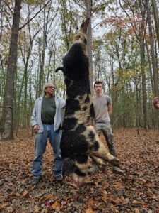 Wild boar hunting img 16