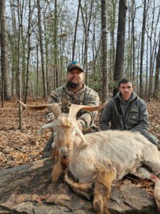 fallow deer successful hunt 3-min