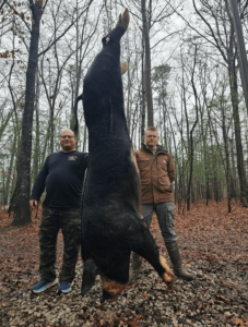 wild boars successful hunt 1-min