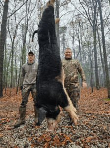 wild boars successful hunt 12-min