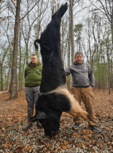 wild boars successful hunt 14-min