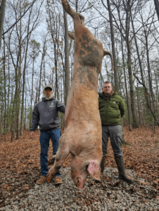 wild boars successful hunt 3-min