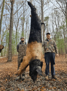 wild boars successful hunt 4-min