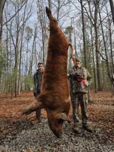 wild boars successful hunt 5-min