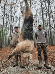 wild boars successful hunt 7-min