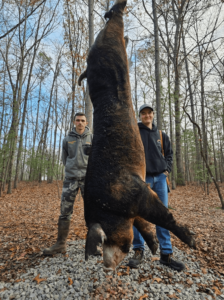 wild boars successful hunt 9-min