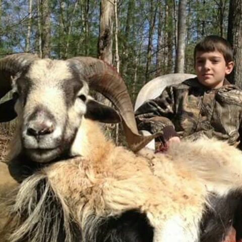 Exotic Ram Hunt at Spartan Hunting Lodge Tennessee 17