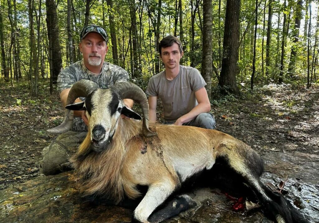 Exotic Ram Hunt at Spartan Hunting Lodge Tennessee 22